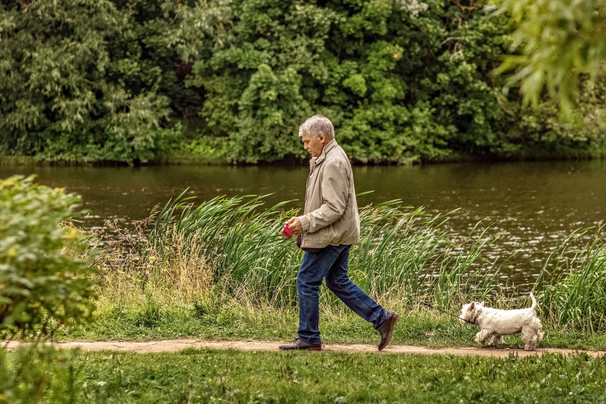 Elderly man senior walks with his dog in the park along the lake