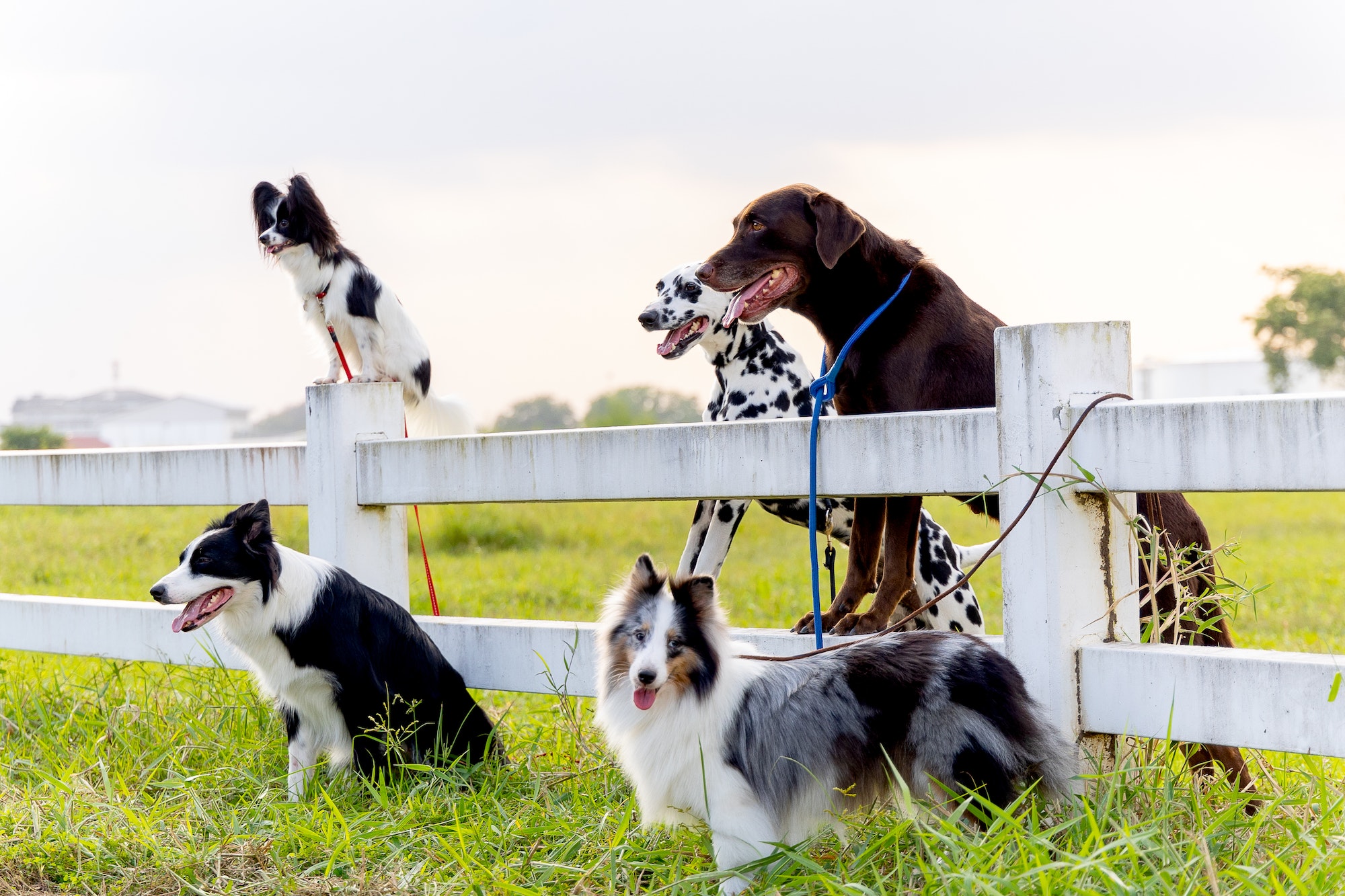 Group of different type dogs stand near garden fence as line formation and look forward